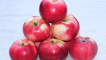 Popis a vlastnosti odrůdy jabloně aport, vlastnosti výsadby a péče