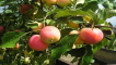 Popis a charakteristika oblíbené odrůdy jabloní, výsadba, pěstování a péče