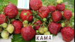 Popis a charakteristika kama jahod, pěstování a péče