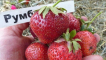 Popis a charakteristika jahod odrůdy rumba, schéma výsadby a péče