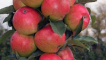 Popis a charakteristika sloupovité měny jablek, pěstování v regionech, výsadba a péče