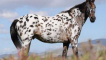 Popis a charakteristika koní plemene appaloosa, vlastnosti obsahu a ceny