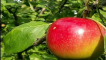 Popis a charakteristika, klady a zápory odrůd quinti jablka a vlastnosti pěstování