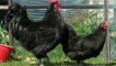 Popis a charakteristika plemene kuřat australorp, pravidla údržby