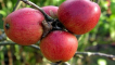 Popis a charakteristika, výhody a nevýhody jabloní orlických, pěstitelské vlastnosti