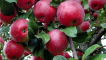 Popis a charakteristika odrůdy jabloně podzimní radost, pěstování a výnos