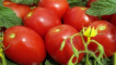 Popis a charakteristika odrůdy rajčete valentine, její výnos