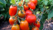 Popis a charakteristika nakládacího zázraku odrůdy rajčat, její výnos