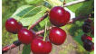 Popis a vlastnosti odrůdy třešně apukhtinskaya, výsadba a péče