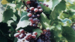 Popis a charakteristika hroznů agat donskoy, pěstování a péče