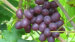 Popis a charakteristika hroznů saperavi, pěstitelská oblast a péče