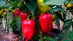 Popis a pěstování nejlepších odrůd sladké papriky