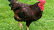 Popis kuřat z rhode islandu