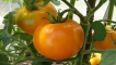 Popis nejlepších odrůd žlutých a oranžových rajčat