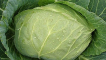 Popis pozdních odrůd zelí cukrová, kolobok, atria, valentina a další