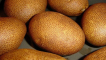 Popis odrůdy brambor kiwi, její vlastnosti a výnos