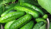 Popis odrůdy obchodní okurky, vlastnosti pěstování a péče