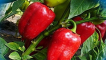 Popis odrůdy papriky červeného býka, její vlastnosti a produktivita