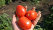 Popis odrůdy rajčat bonaparte, její vlastnosti a pěstování