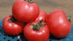 Popis odrůdy rajčat esmira, její vlastnosti a produktivita