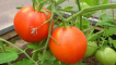 Popis odrůdy rajčat pyshka a jejích vlastností