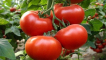Popis odrůdy rajčat axiom f1, její přednosti a pěstování