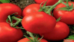 Popis odrůdy rajčat harlekýn f1, její zemědělské technologie