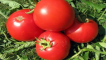 Popis odrůdy rajčat atlantida, vlastnosti pěstování a výnos