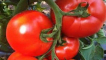 Popis odrůdy rajčat belfort, vlastnosti pěstování a péče