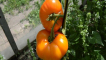 Popis odrůdy rajčete bizon pomeranč a její vlastnosti