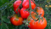 Popis odrůdy rajčat deliciosus, vlastnosti pěstování a výnos