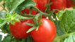Popis povrchové úpravy a vlastností odrůdy rajčat