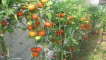 Popis odrůdy rajčat gamayun, vlastnosti pěstování a péče