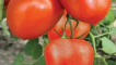 Popis odrůdy rajčat emperor, vlastnosti pěstování a péče