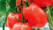 Popis odrůdy rajčat kadet, její vlastnosti a doporučení pro pěstování