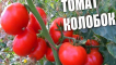 Popis odrůdy rajčat kolobok, její vlastnosti a produktivita
