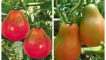 Popis odrůdy rajčat krymské růže, vlastnosti pěstování a výnos