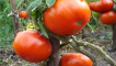 Popis odrůdy rajčat kum a vlastnosti