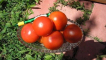 Popis odrůdy rajčat maximka, pěstování a péče