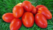 Popis zahradního čaroděje odrůdy rajčat, jeho vlastností a produktivity