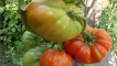 Popis odrůdy rajčat padishah a jejích vlastností