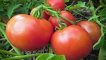 Popis odrůdy rajčat pani yan, její vlastnosti a produktivita