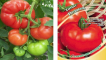 Popis odrůdy rajčat pelagia a její vlastnosti