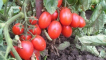 Popis odrůdy rajčat je pracovitý, vlastnosti pěstování a péče