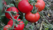Popis samotné odrůdy rajčat, jejích vlastností a výnosu