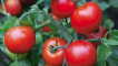 Popis odrůdy rajčat nugget f1 a její vlastnosti