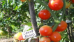 Popis odrůdy rajčat santa claus, pěstování a péče o ně