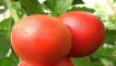 Popis odrůdy rajčat swat f1, její vlastnosti a výnos