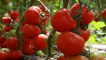 Popis odrůdy rajčat tyler, její vlastnosti a produktivita