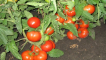 Popis odrůdy rajčat tří sester a její výnos